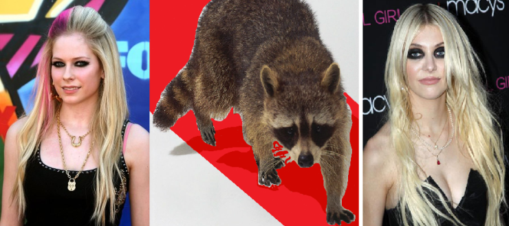 It may be difficult to tell, but one of these creatures is an actual raccoon.  Don’t worry, I can’t tell which, either.